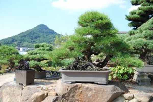 Drzewka Bonsai z Japonii - Poradnik o Bonsai w czterech porach roku